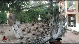 Peacock Dance Show | Stunning Courtship Display at the Bird Aviary 🦚✨