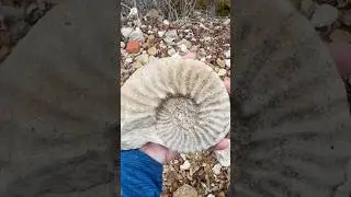 Awesome Ammonite Fossil Find from our recent Fossil Hunting trip