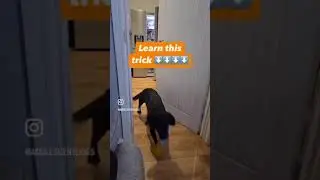 How to teach your dog to fetch a drink from the fridge #dogtricks #assistancedogtraining
