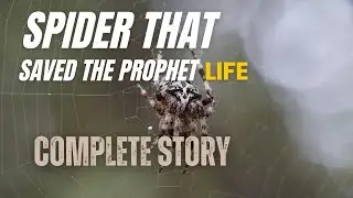 The Amazing Story Of Aisha The Brave Spider