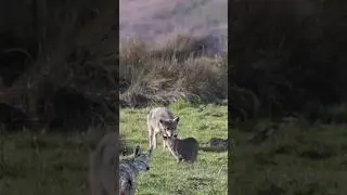 Coyote X bobcat