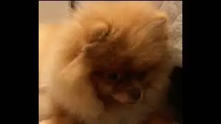my dog ​​reflecting on life meme