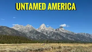 Wild Bison Herd Roaming Free in Grand Teton National Park