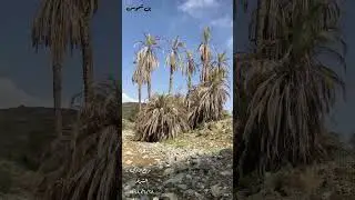 ربيع وادي الشرقه ١٤٤٤هـ
