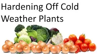 Hardening Off Cold Weather Plants