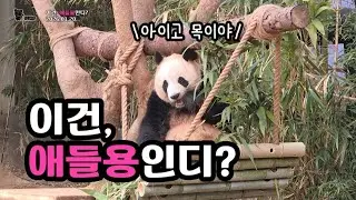 현장영상 🎦아빠, 이건 애들용인디? | 루이후이 꽁냥🎦 💕🐼아이바오🐼루이후이💕 🗓20260120