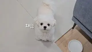 A small dog complaining to its owner🤣 | 왜 뺏어갔냐고 당돌하게 항의하는 강아지