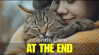 How to Comfort a Cat in Their Final Days 💔 Gentle End-of-Life Care
