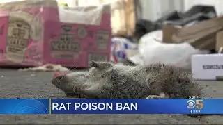 Rat-Infested Cities, Pest Control Industry Concerned With State Rat Poison Ban