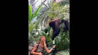 Monkey opens bottle !?? :))