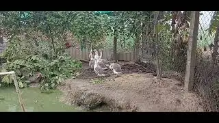 Rajhansh #swan​​ #birds​​ #cute​​ #cutebirds​​ #viralvideo​​ #farm​​ #farming​​ #farmhouse​​ 