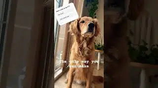 This adorable golden retriever just wants your attention! #cutepets