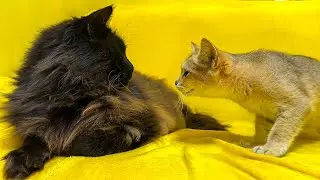 С КОТЕНКОМ ЧТО-ТО СЛУЧИЛОСЬ / Бобрёнок удивил меня / Алиса ловит кошек / Угощения для минипига