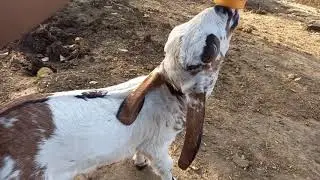 How to feed a goat baby without a goat mother