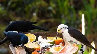 CANTO do PICA-PAU-BRANCO (MELANERPES CANDIDUS), WHITE WOODPECKER, BIRRO, Gra&uacute;na, P&Aacute;SSARO-PRETO,