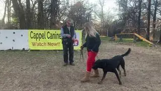 Dog Training With Cappel Canine!!