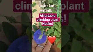 Affordable Climbing Plant Hacks #aparajita #plantsupport #plants  #creeperplants