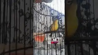 PLECI DAKUN BALI NEMBAK PANJANG GAYA BUKA EKOR.. #shorts #dakunbali #dakbal