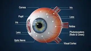 Human Eye Explained 3D Animation   How Vision Works মানুষের চোখ কীভাবে কাজ করে ?