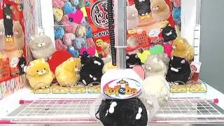 Get[Higemanju Rolling Around 【Ｂ】]!