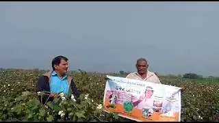 ||First-Class|| a cotton variety of ||Bayer||....as name signifies a First-Class variety of COTTON