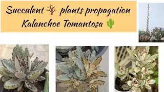 Plant propagation 🍀🌵🪴kalanchoe Tomantosa plants #tranding #plantpropagation #succulent 🌵😲