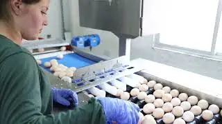 Copercampos finaliza obras civis do Núcleo de Ovos Férteis