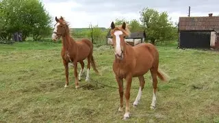 Рубрика 