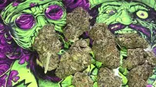 Orange cookies weed strain