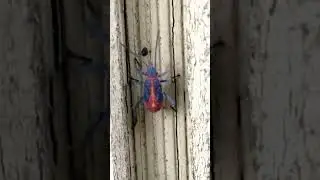 Eastern Boxelder Bug Nymph running up the groove