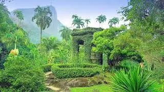 Beautiful Green Jungle Ambience - Jungle Birds