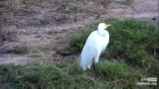 Great egret at Nkorho Bush Lodge, Part 3 - africam - explore.org