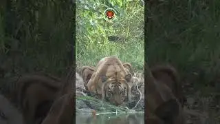 Bardia National Park | Tour | Bardia Forest Resort #bardiyanationalpark #wildlife #nature