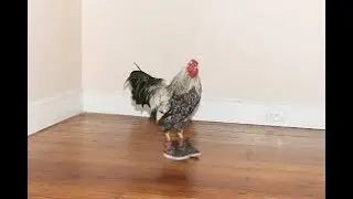 Best funny Videos With the Chicken (chicken wearing shoes)