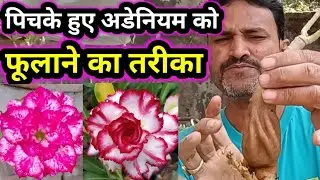 पिचके हुए अडेनियम को फूलाने का तरीका@babluadenium #adenium #desertrose #adeniumlover