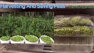 From Garden Right To The Freezer/Saving Fresh Peas