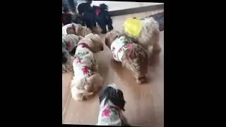 #pet#lover#dog#trend #shots#video#youtubeshorts #hotal#resturant #food#travel#best#story#viral