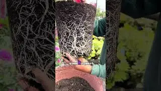Crazy Garden Hack - Grow Roses in Pots!
