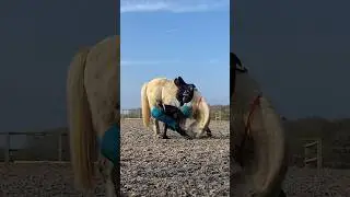 His first attempt at bowing!! 💙🤩 #shorts #horse #beautiful #liberty #fyp