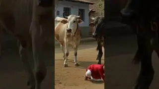 The Cow and the Buffalo | A Heartbreaking Village Story | Emotional Ending of Cow & Buffalo #shorts