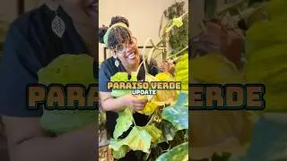 Broken Philodendron Paraiso Verde Update!