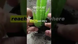 How to plant aloe vera