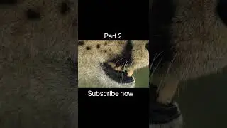 Cheetah (Part 2)  #wildlife #nature #fishing #discovery #discoverychannel #jungle #viralvideo