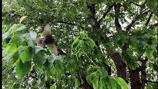 Bird in my Cherry tree