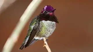 Anna's hummingbird