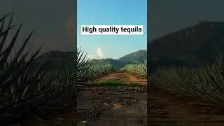 Our add values meet the highest standards.  🍾 #tequilainbulk #wholesaletequila