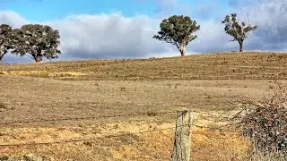 Queensland&rsquo;s tree-clearing laws are &lsquo;very confusing&rsquo;