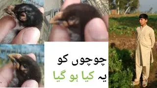 چوچوں کو یہ کیا ہو گیا 😱😱