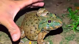 Big Toad and Small Toad So Funny | Catch Funny | Frog Funny | Froggy Funny | Toad Funny Sounds #frog