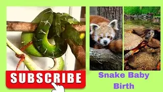 Cute creatures l Animal lSnake baby birth  #snake #lions